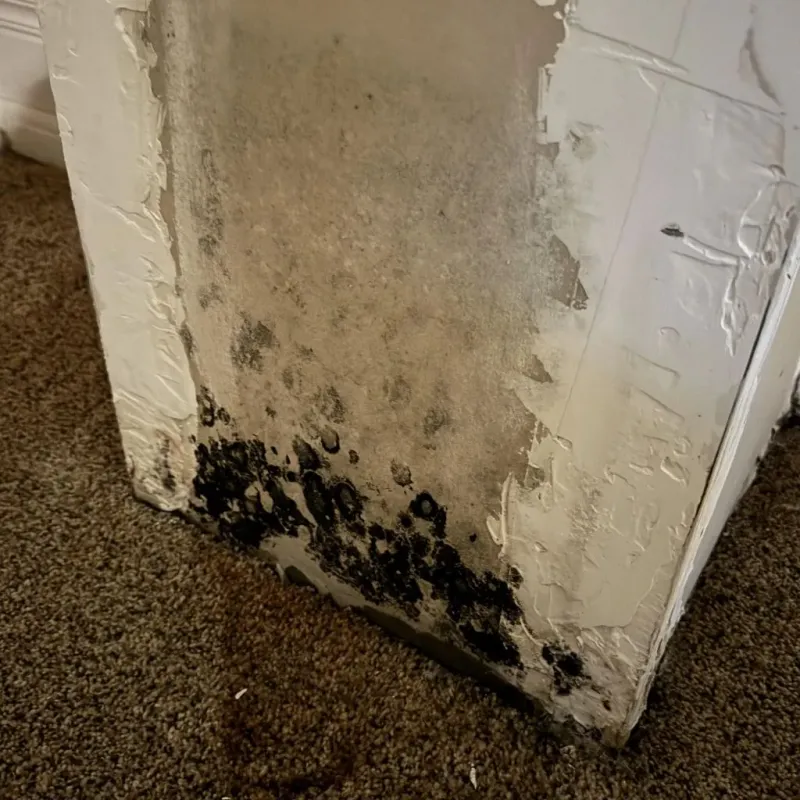 Professional Mold Removal in Banner County, NE